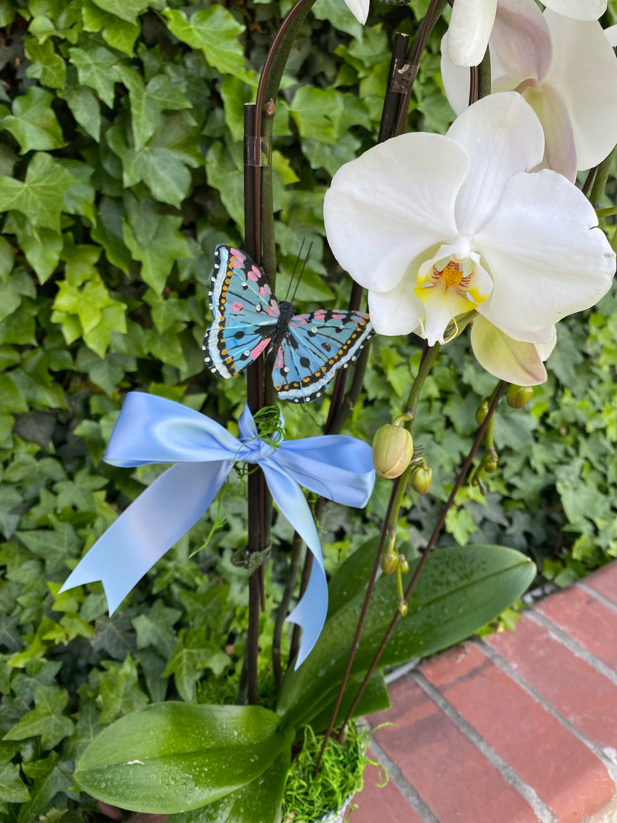 Butterfly Garden