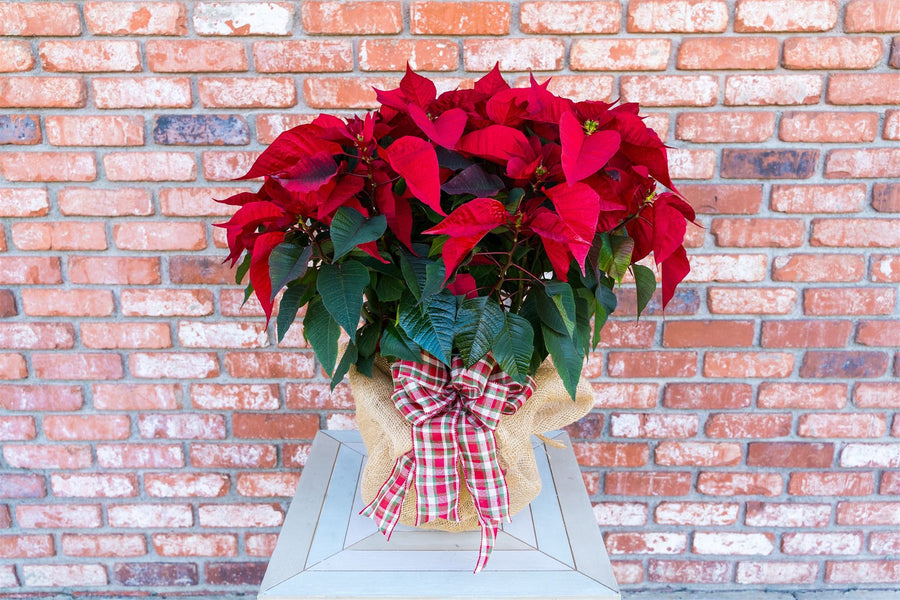 Large Poinsettia