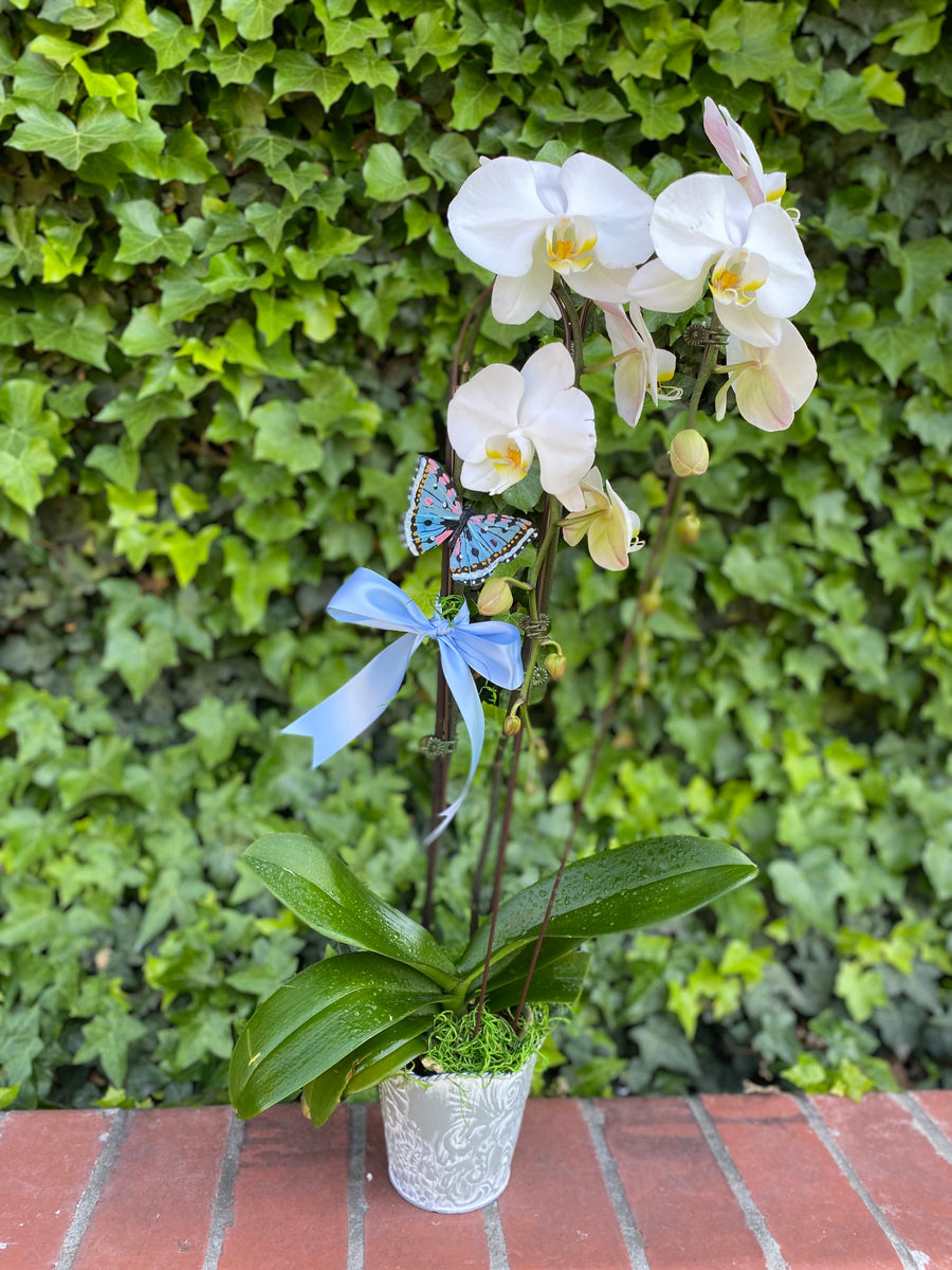 Butterfly Garden