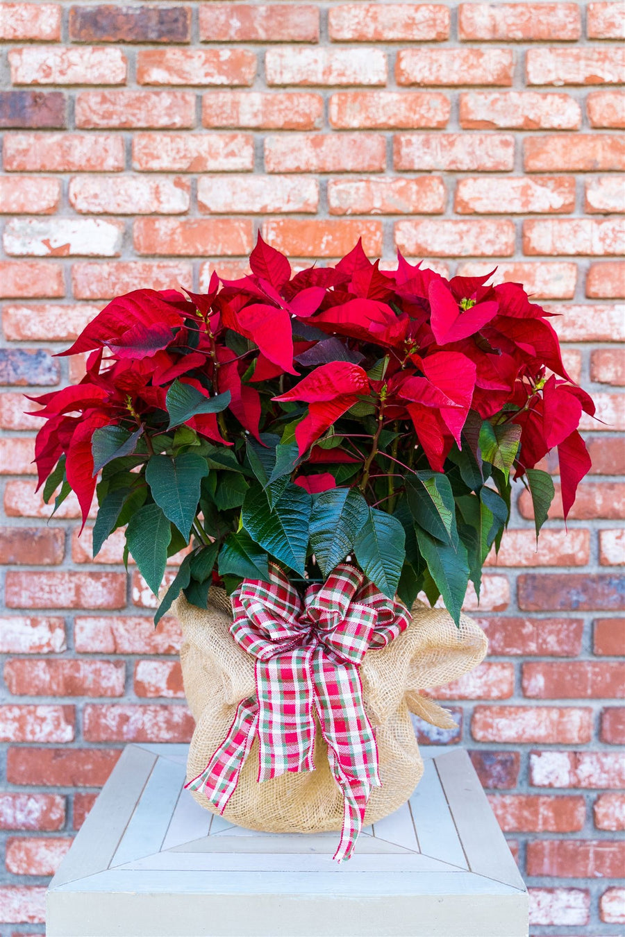 Large Poinsettia
